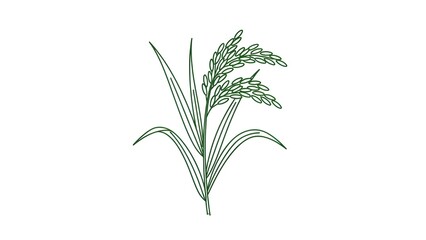 Obraz premium green grass isolated on white