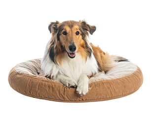 A beautiful, fluffy dog with brown, white, and black fur reclines comfortably on a round, soft bed against a black backdrop
