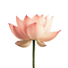 Fototapeta premium Elegant Pink Lotus Flower in Bloom Against White Background