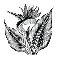 Bird of paradise flower isolated on white background exotic tropical botanical illustration