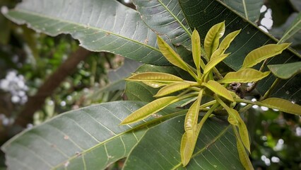 Top view of new mango leaf growth on branch with large green leaves in background