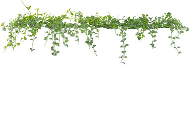 Obraz premium Hanging Green Vine Plant Isolated on Transparent Background