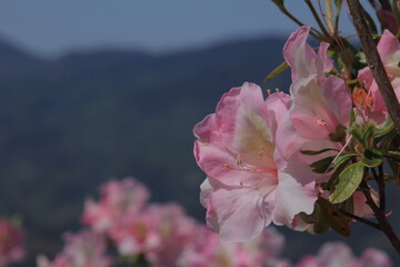 愛媛県大洲市　冨士山公園のツツジ