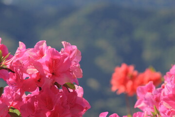 愛媛県大洲市　冨士山公園のツツジ