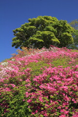 愛媛県大洲市　冨士山公園のツツジ