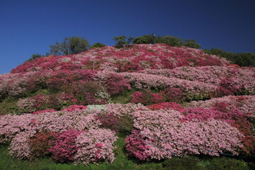 愛媛県大洲市　冨士山公園のツツジ