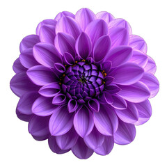 A stunning close-up of a vibrant purple dahlia flower against a stark black background.