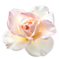 A stunning close-up of a delicate, pale pink and white rose against a stark black background.