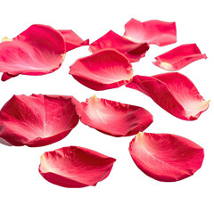 A scattering of vibrant red rose petals floating against a deep black background.