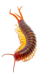 Obraz premium A close-up, isolated image showcases a vibrant arthropod with a segmented body and numerous legs against a white background