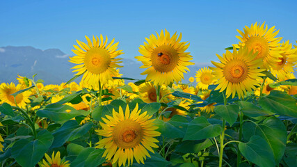 Sunflower cultivation in the process of flowering and pollination for the production of sunflower oil