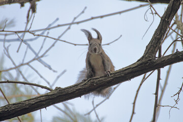 나무 위 청설모