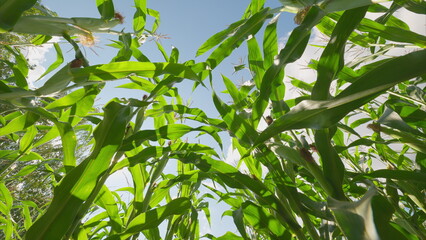 A Beautiful and Vibrant Corn Field Flourishing Under a Bright, Clear Sky with Sunshine