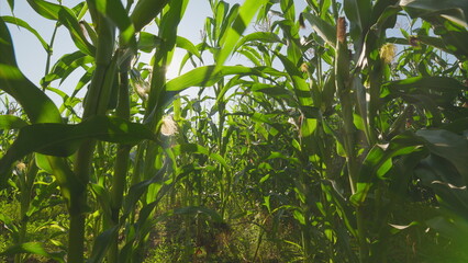 Obraz premium A Lush Cornfield Captured Beautifully from an Interesting Ground Perspective Angle