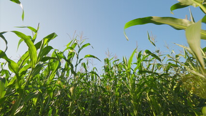 Obraz premium A Beautiful and Vibrant Corn Field Beneath a Clear and Bright Blue Sky, Captivating Nature