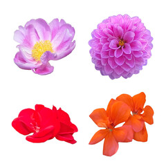 Mixed Color Flower Cutout Set