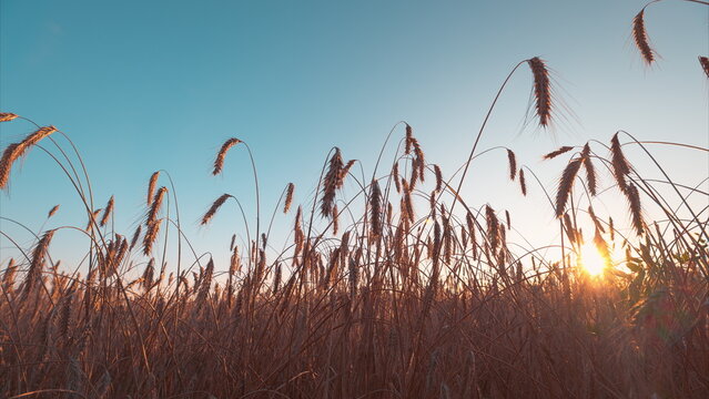 A stunning Golden Sunset casts a warm glow over tranquil Wheat fields and the expansive Sky