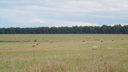 A serene and picturesque pastoral landscape featuring grazing livestock in a beautiful setting