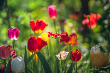 Fototapeta premium Tulip