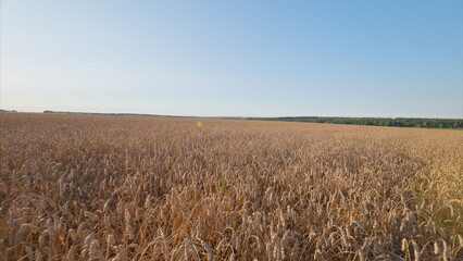 Golden fields stretch wide beneath a clear, expansive blue sky, creating a picturesque scene