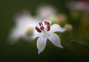 Fototapeta premium Wild flowers