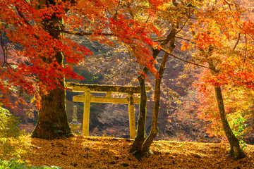 奥河内もみじ公園の紅葉