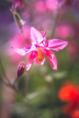 Obraz premium Garden flower