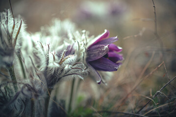 Wild flowers © ghostdom