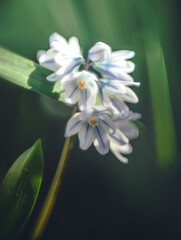 Fototapeta premium Garden flower