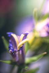 Obraz premium Garden flower