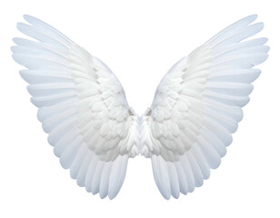 Fototapeta premium Feathered white wings, spread wide against a dark background