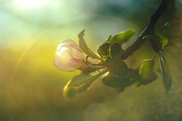 Wild flowers © ghostdom