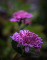 Obraz premium Garden flower