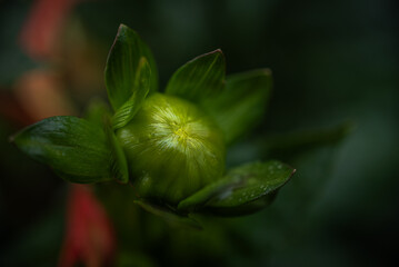 Obraz premium Garden flower