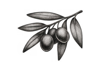 Olive branch drawing with fruits and leaves representing peace and nature, vintage hand-drawn botanical illustration
