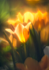 Tulip