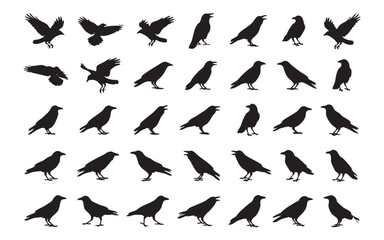 Obraz premium Raven Crow Bird Silhouettes