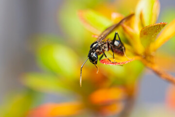トゲアリの新女王（結婚飛行・羽あり）の実写マクロ写真 / Queen Spiny Ant (Polyrhachis lamellidens) after nuptial flight, shot with alpha 7RV