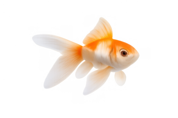 Goldfish swimming, ornamental aquatic pet fish with white fins and orange body on transparent background