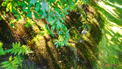 無鄰菴の美しい風景