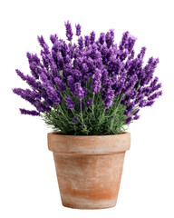 Obraz premium Potted Lavender Plant With Purple Flowers And Green Leaves On Black Background graphic design, Isolated, Png Transparent Background