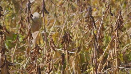 Dried Soybean Plants That Are Now Fully Mature and Ready for Harvesting This Season