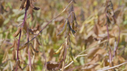 The Soybean Plants are now Fully Ready and Awaiting Appropriate Conditions for Harvesting