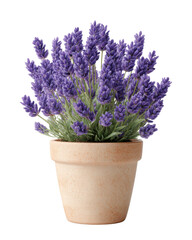 Fototapeta premium Potted lavender plant with purple flowers and green leaves on black background graphic design, Isolated, Png Transparent Background
