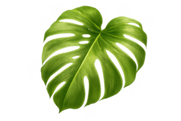 Monstera deliciosa leaf on a transparent background, displaying fresh green tropical foliage and natural patterns
