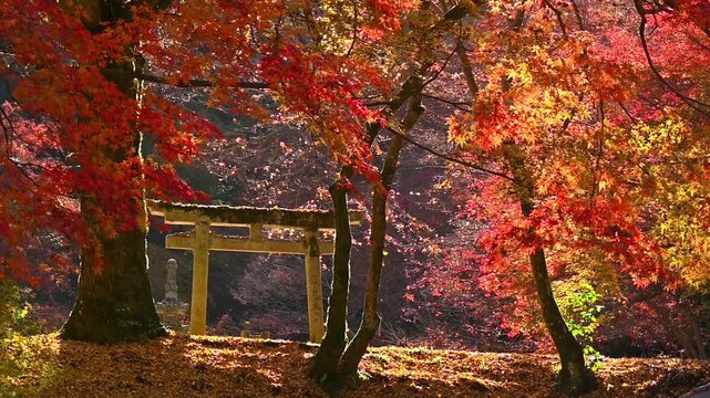 奥河内もみじ公園の紅葉