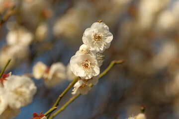 white Japanese apricot blossom in full blooming	
