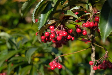 Obraz premium red fruits of coral bush 