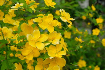 kerria, Japanese yellow rose in full blooming	

