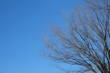 Obraz premium tree branches against blue sky